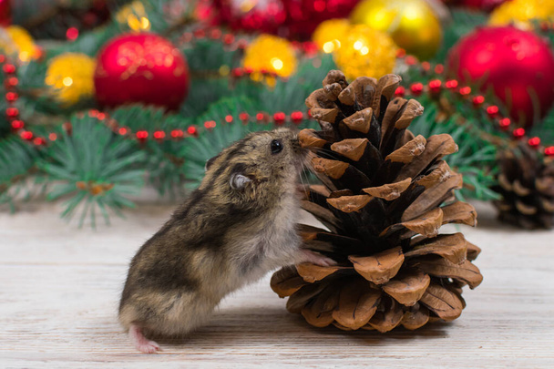 O hamster dzungariano fareja um cone de abeto no contexto de uma árvore de Ano Novo. Humor de Ano Novo, cartão de Ano Novo - Foto, Imagem