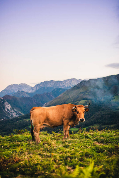 Beautiful landscape and brown cow pasturing in the mountains of Picos de Europa, in Asturias, Spain. - Photo, Image