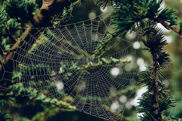 Spider webs between the branches of the trees covered with morning dew drops. Morning dew covering the vegetation. Image of nature and garden. - Fotografie, Obrázek