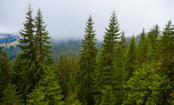 green fir forest in the mountain valley fith low dense clouds - Photo, Image