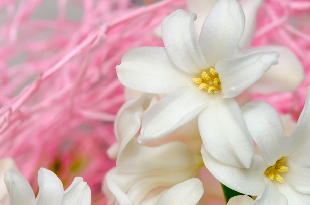 white hyacinth - Photo, Image