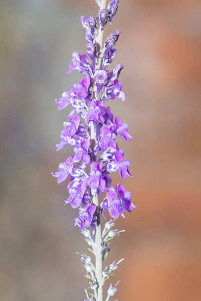 花に紫色のtoad亜麻(リナリアピュア)植物の閉じる - 写真・画像