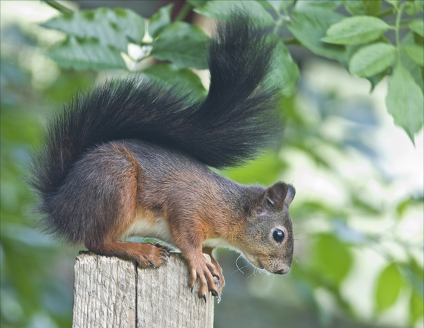 Oravat näyttävät söpöiltä pikku eläimiltä.
. - Valokuva, kuva