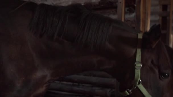 Két gyönyörű barna ló áll egy fából készült istállóban a faluban, szénát esznek, közelről - Felvétel, videó