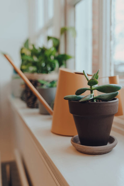 Row of potted plants and watering can on a windowsill at home, shallow focus. - Foto, immagini