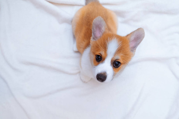 Ginger puppy welsh corgi pembroke on white plaid. Text space. World Pet Day. Concept image for veterinary clinics, sites about dogs - Φωτογραφία, εικόνα