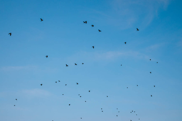 lentävät linnut kevät kausi Maaliskuu kirkas päivä aika sininen taivas luonnonkaunis tausta - Valokuva, kuva
