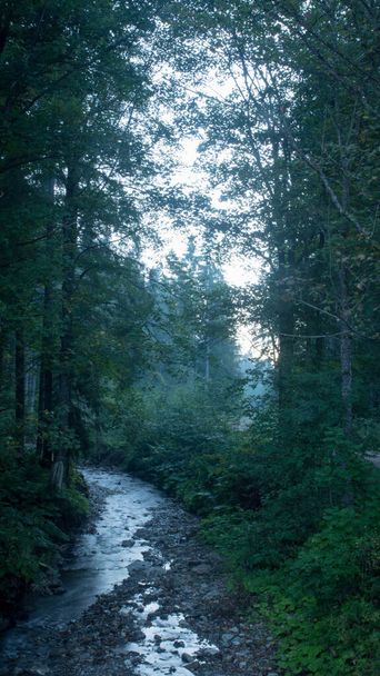 Όμορφο τοπίο του ποταμού βουνό. ροή μεταξύ βρύα βράχια στο δάσος την άνοιξη. Δέντρα σε πράσινο φύλλωμα - Φωτογραφία, εικόνα