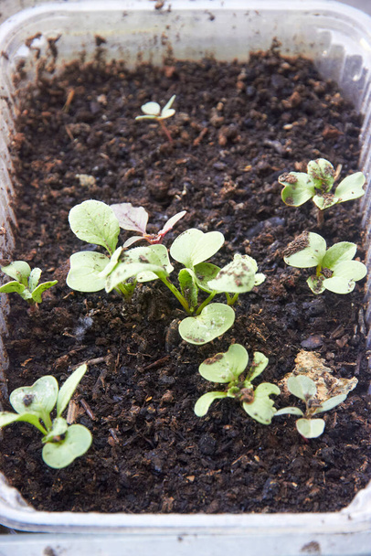 Pěstování sazenic v peatmoss boxu ve skleníku - Fotografie, Obrázek