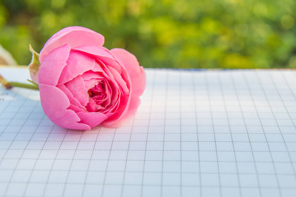 Primer plano de una rosa rosa dulce sobre un bloc de notas abierto sobre un fondo de jardín natural verde borroso. - Foto, imagen