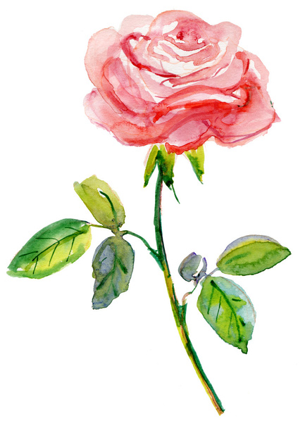 Pink rose. - Foto, imagen