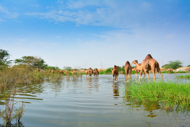 Καμήλες στη λίμνη της ερήμου στη Τζέντα - Φωτογραφία, εικόνα
