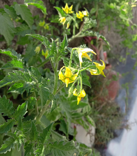 トマトの植物と花の背景 - 写真・画像