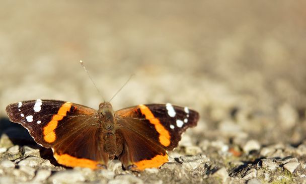 Papillon - Photo, image