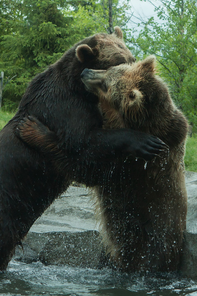 Kaksi harmaakarhua (ruskea) Karhut taistelu
 - Valokuva, kuva