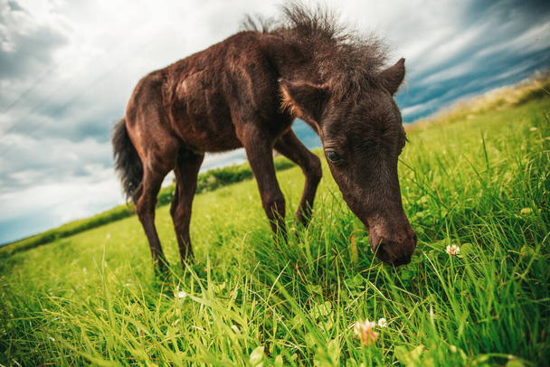 Νεαρό άλογο μίνι πόνυ σε ένα πράσινο λιβάδι - Φωτογραφία, εικόνα