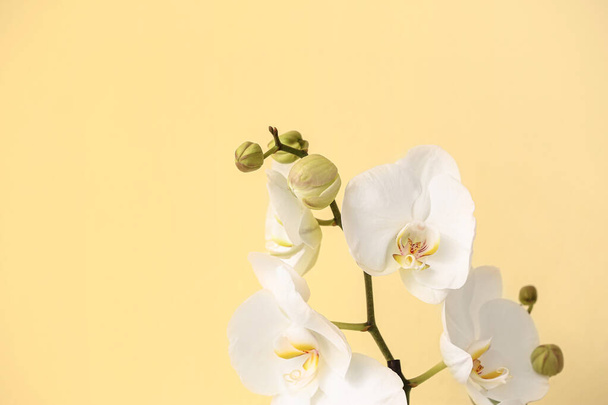 Gyönyörű orchidea virágok színes háttér - Fotó, kép