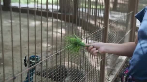 peacocks in a large cage in the Park - Footage, Video