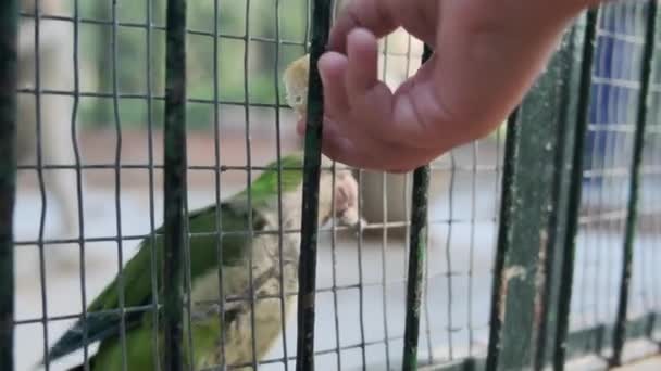 πτηνά σε ένα μεγάλο κλουβί στο πάρκο - Πλάνα, βίντεο