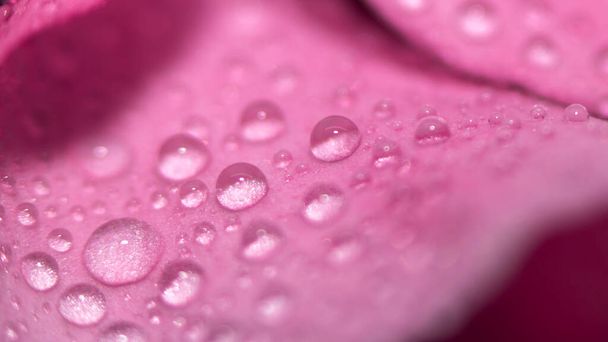 濃い背景の花のクローズアップのピンクの葉に水が落ちる。選択的焦点. - 写真・画像