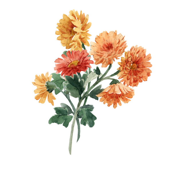 Beautiful image with watercolor gentle blooming chrysanthemum flowers. Stock illustration. - Фото, зображення