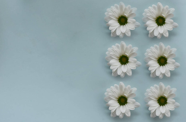 Margaritas blancas florecientes dispuestas en fila sobre un delicado fondo azul. - Foto, imagen