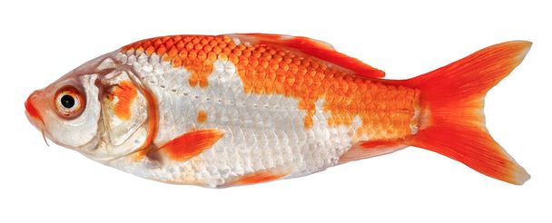 Karpia Koi odizolowana. Złote rybki z widokiem bocznym (karp dekoracyjny)) - Zdjęcie, obraz