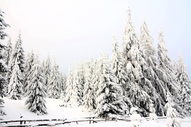 Hóval borított tűlevelű erdő, télen festői természet - Fotó, kép