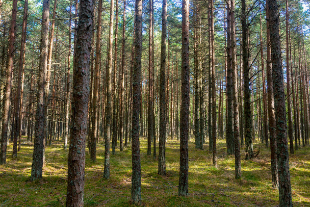 Trunks of tall coniferous trees in the forest in summer. Pine trees grow on green grass. Selective focus. - Φωτογραφία, εικόνα