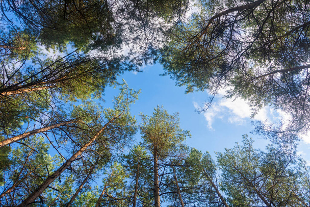 Tall old coniferous trees in the forest, bottom view. Selective focus, blue sky background. - Photo, Image