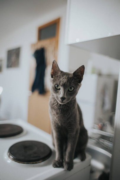 A closeup shot of a Russian blue cat sitting on a gas stove - Zdjęcie, obraz