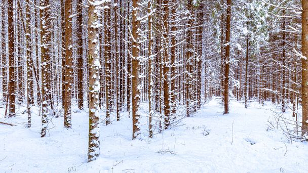 冬の曇りの日に松林の中の雪。雪に覆われた松の幹. - 写真・画像