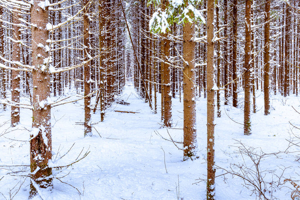Снегопад в сосновом лесу в зимний облачный день. Сосновые стволы покрыты застрявшим снегом. - Фото, изображение