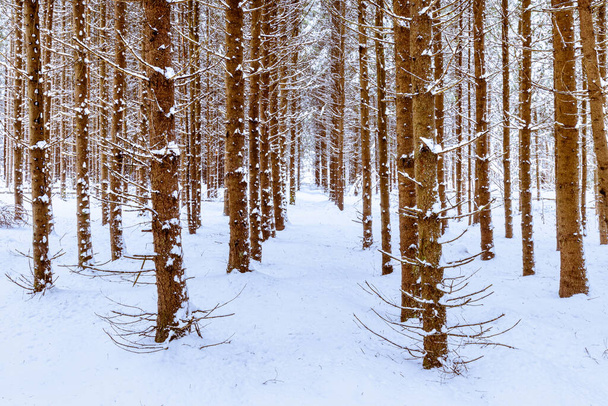 Schneefall in einem Kiefernwald an einem bewölkten Wintertag. Kiefernstämme mit festsitzendem Schnee bedeckt. - Foto, Bild