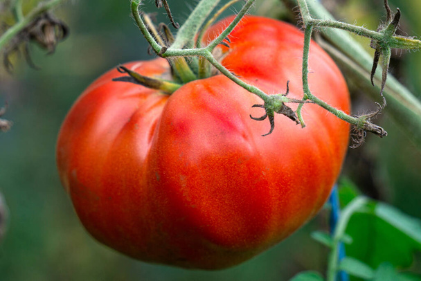 Ripening harvest of red tomatoes in the greenhouse - Photo, Image