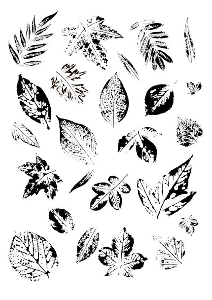 Set of prints of leaves of various trees. Stylish wallpaper with black leaves on a white background. Postcard with leaves prints.  - Vettoriali, immagini