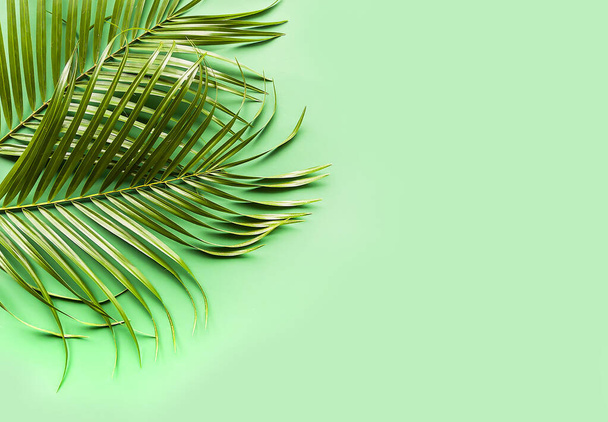 Hojas verdes de palmera sobre fondo de papel verde suave. - Foto, imagen