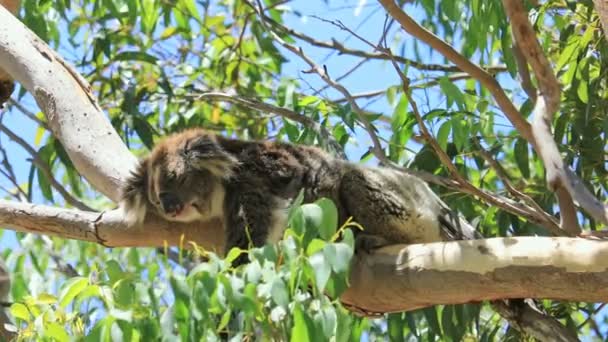 Koala στο Εθνικό Πάρκο Yanchep - Πλάνα, βίντεο