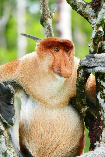 Zdjęcie pięknej małpy nasach Nasalis larvatus na tle tropikalnej dżungli wyspy. - Zdjęcie, obraz