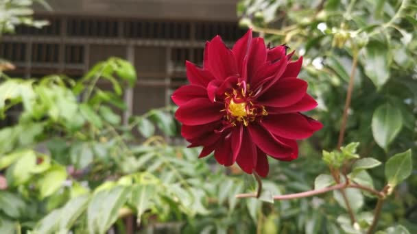 hermosa flor de dalia pinnata roja - Metraje, vídeo