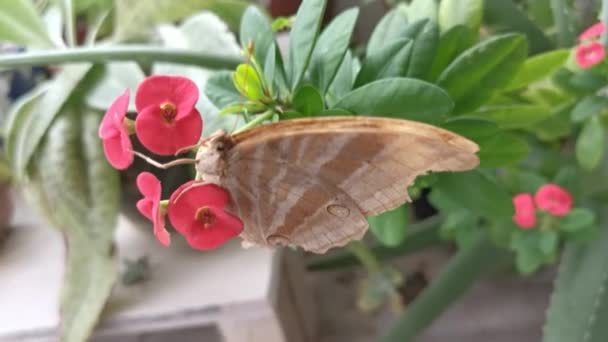mariposa de cola de golondrina marrón colgando de la planta de flor roja euforbia geroldii. - Imágenes, Vídeo