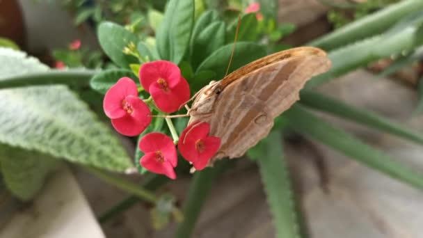 brązowy jaskółka motyl wiszący na czerwony euphorbia geroldii kwiat roślin. - Materiał filmowy, wideo