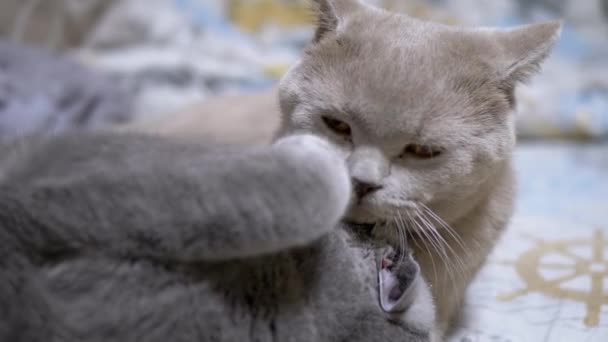Due bei gatti domestici grigi inglesi mordono, combattono, attaccano, giocano sul letto. Primo piano - Filmati, video