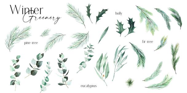 Akvarell téli növényzet - eukaliptusz, magyal, fenyő, fenyőfa ebédek izolált. Zöld levelek illusztrációk, téli design elemek karácsonyi üdvözlőlapok  - Fotó, kép