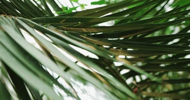 Гуано пальмы найдены в джунглях Майя традиционно используется для изготовления крыш домов из-за его толстых водонепроницаемых листьев - Кадры, видео