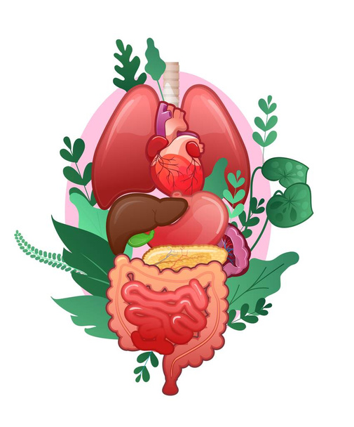 model of human internal organs vertical concept poster on a white background vector illustration of the microflora of the body plant leaves - Wektor, obraz