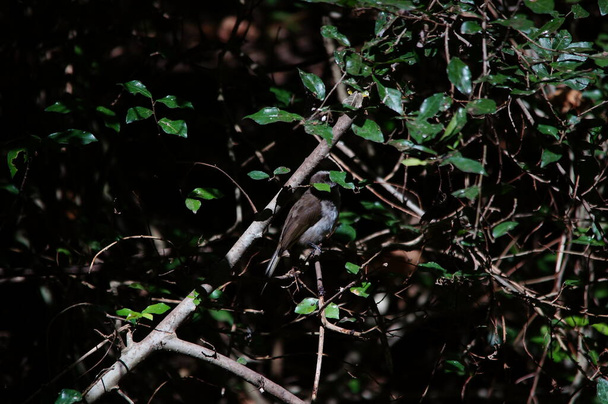 Pycnonotus aurigaster (Pycnonotus aurigaster) est un type d'oiseaux chantant de la tribu des Pycnonotidae. Cet oiseau est perché sur une branche d'arbre. - Photo, image