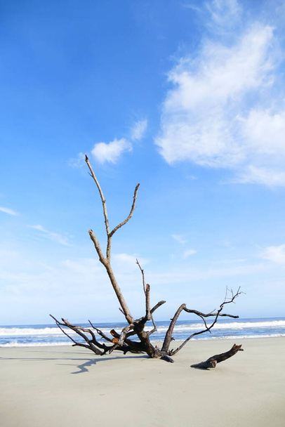 fotografie nádherného futuristického kmene stromu na pozadí mořského obzoru přírody - Fotografie, Obrázek