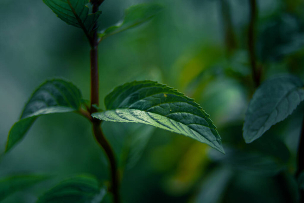 Hermoso primer plano de hojas de menta en el jardín. Té de hierbas natural, fresco, refrescante, vegano, ingrediente orgánico. - Foto, Imagen