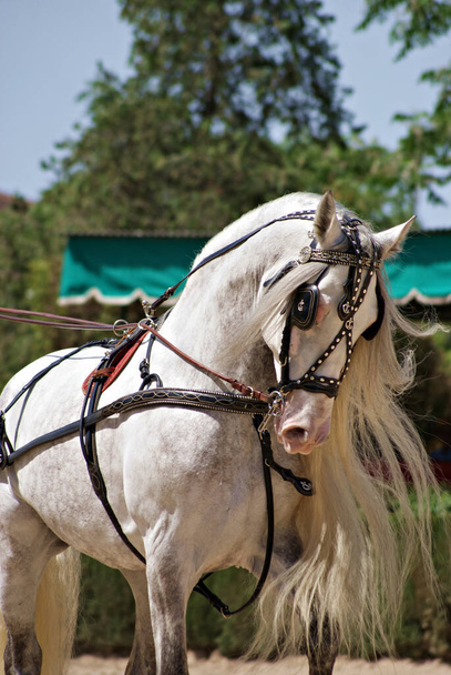 Gezichtsportret van een prachtige Spaanse paardenhengst met lange manen in een traditionele koetswedstrijd - Foto, afbeelding